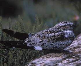 Common Nighthawk - O.S. Pettingill*